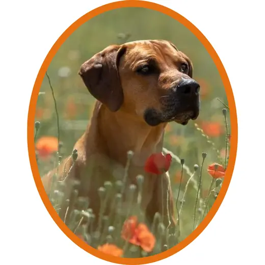 Owen, Rhodesian Ridgeback